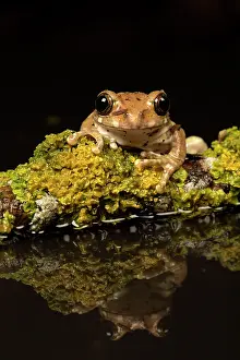 Leptopelis: Peacock Tree Frog with reflection