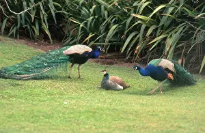 Peacocks: Peacocks (Pavo cristatus)