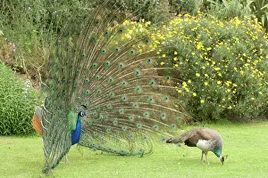 Peacock: Peacocks / Peafowl - Male displaying to female / Peahen