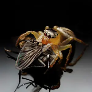 Scutulatus: Peacok jumping spider (Maratus scutalatus) feeding