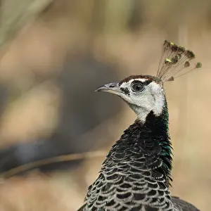 Peafowl: Peafowl