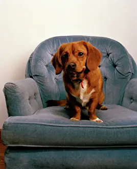 Jeff Riedel: Peagle Dog - a crossbreed between a Pekingese and a Beagle
