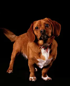 Jeff Riedel: Peagle Dog - a crossbreed between a Pekingese and a Beagle
