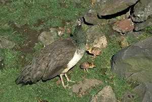 Peacocks: Peahen with chicks