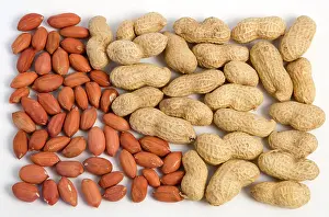 Hypogaea: Peanut