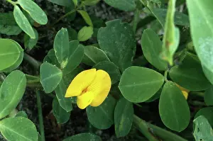 Legumes: Peanut flower