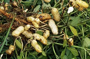 Ferry: Peanut Fruit