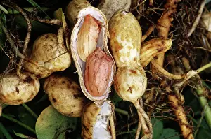 Ferry: Peanut Fruit