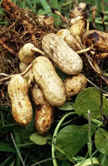 Ferry: Peanut Fruit