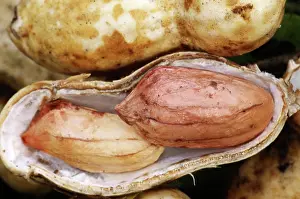 Ferry: Peanut Fruit