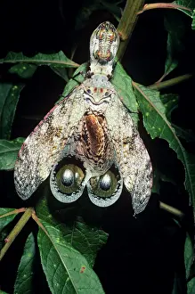 Laternaria: Peanut-head Bug / Lantern Fly