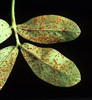 Infection: Peanut Rust (Puccinia arachidis)