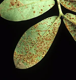 Infection: Peanut Rust (Puccinia arachidis)