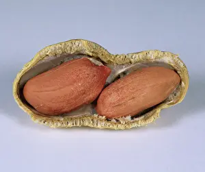 Peanut: Peanut with shell removed