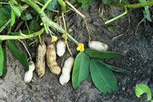 Carolina: Peanuts