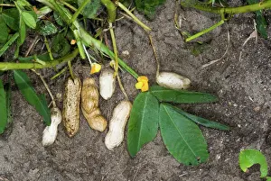 Carolina: Peanuts