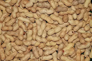 Peanuts: Whole Peanuts for bird feeding