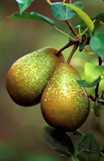 Pears: Pear - Belle Julie