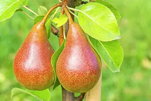 Pears: Pear Beurrs Durondeau, Pyrus communis Beurrs