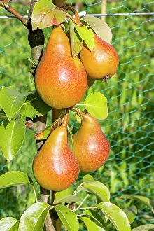 Ancient: Pear Beurrs Durondeau, Pyrus communis Beurrs