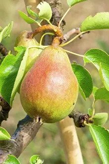 Pears: Pear Bon chrstien William, Pyrus communis Bon