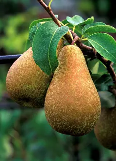 Pears: Pear - Concorde