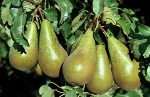 Pears: Pear - conferance on tree