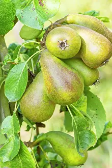 Pears: Pear Doyenns du Comice, Pyrus communis Doyenns