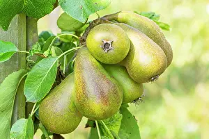Pears: Pear Doyenns du Comice, Pyrus communis Doyenns