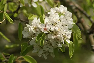 Sprig: Pear, European pear, Pyrus communis Robin, sprig of blosso