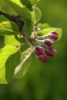Sprig: Pear, European pear, Pyrus communis Robin, sprig of unopen