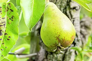 Pears: Pear Figue d'Alenion, Pyrus communis Figue d'Alenion