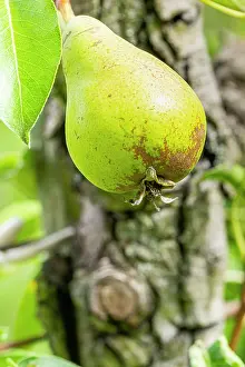 Pears: Pear Figue d'Alenion, Pyrus communis Figue d'Alenion