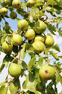 Pyrus: Pear, Humbug pear, Pyrus communis Humbug, Fruit growing on