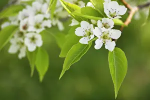 Pyrus: Pear, Le Conte pear, Pyrus x lecontei, White subject