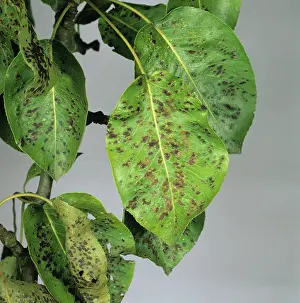 Blister: Pear Leaf Blister Mite