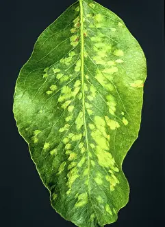 Mites: Pear leaf blister mite