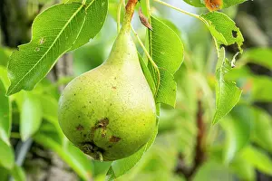 Pears: Pear Madame Bonnefond, Pyrus communis Madame