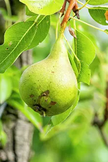 Pears: Pear Madame Bonnefond, Pyrus communis Madame