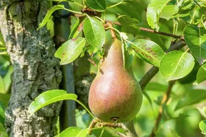 Pears: Pear Marie Louise Delcourt, Pyrus communis Marie