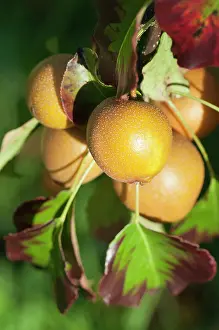 Pyrus: Pear, Nashi Pear, Pyrus pyrifolia, Close view of