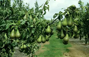 Heavy: Pear orchard