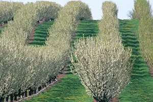 Orchards: Pear Orchard