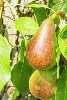Pears: Pear Prssident de Voilaine, Pyrus communis Prssident
