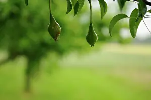 Pyrus: Pear