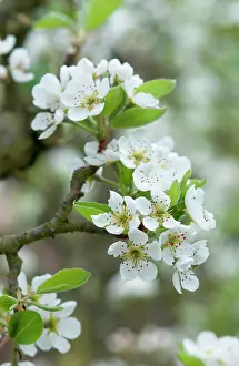 Pyrus: Pear