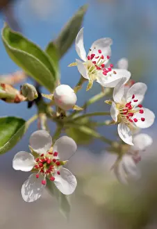 Pyrus: Pear