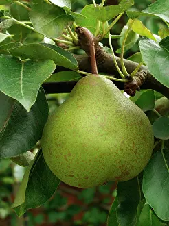 Pyrus: Pear