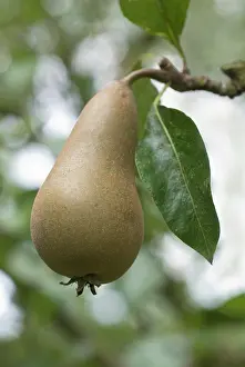 Pyrus: Pear