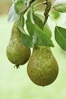 Pyrus: Pear